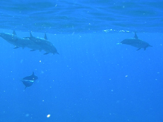 dolphins